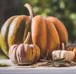 Pumpkin Patch