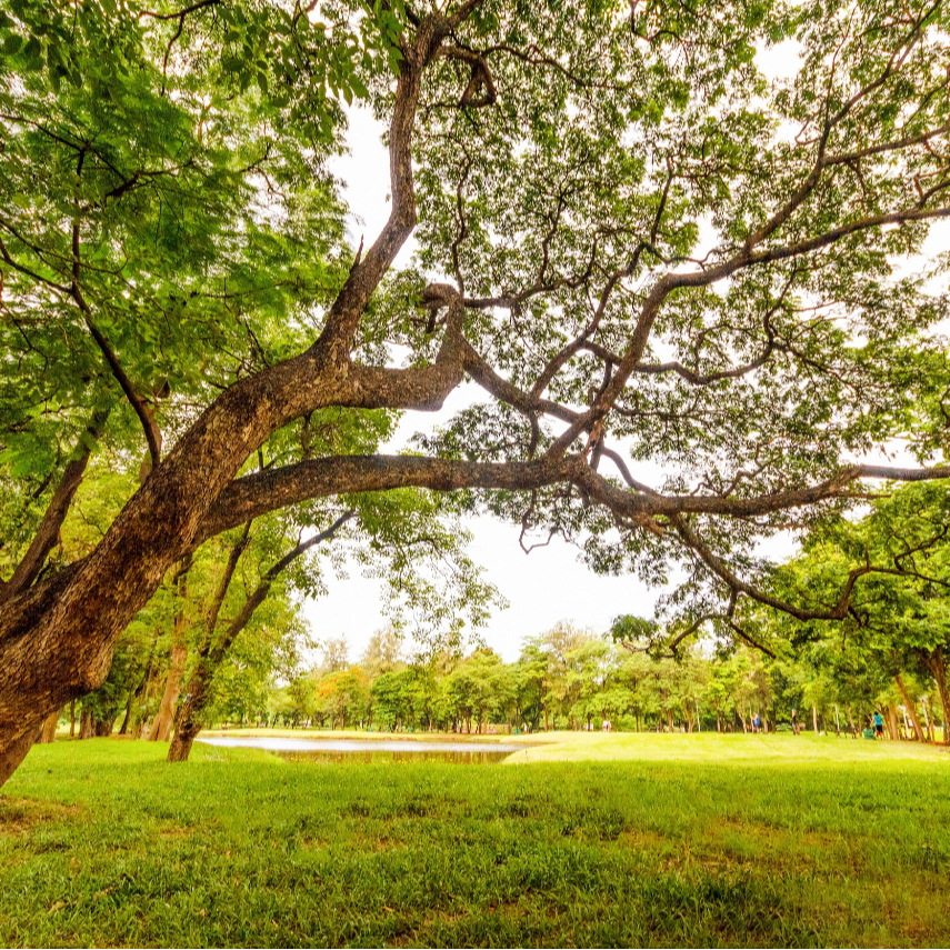 worm-s-eyeview-of-tall-tree-under-a-gray-sky-618608-1-1-1